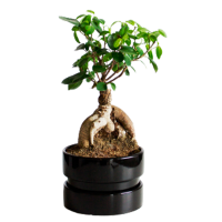 Bonsai