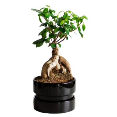 Bonsai