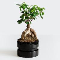 Plante bonsai